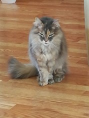 Fluffy, 18 year old long haired cat